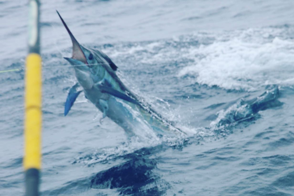 A marlin leaps out of the ocean, hooked on a fishing line, with splashes of water around it and a fishing rod visible in the foreground.