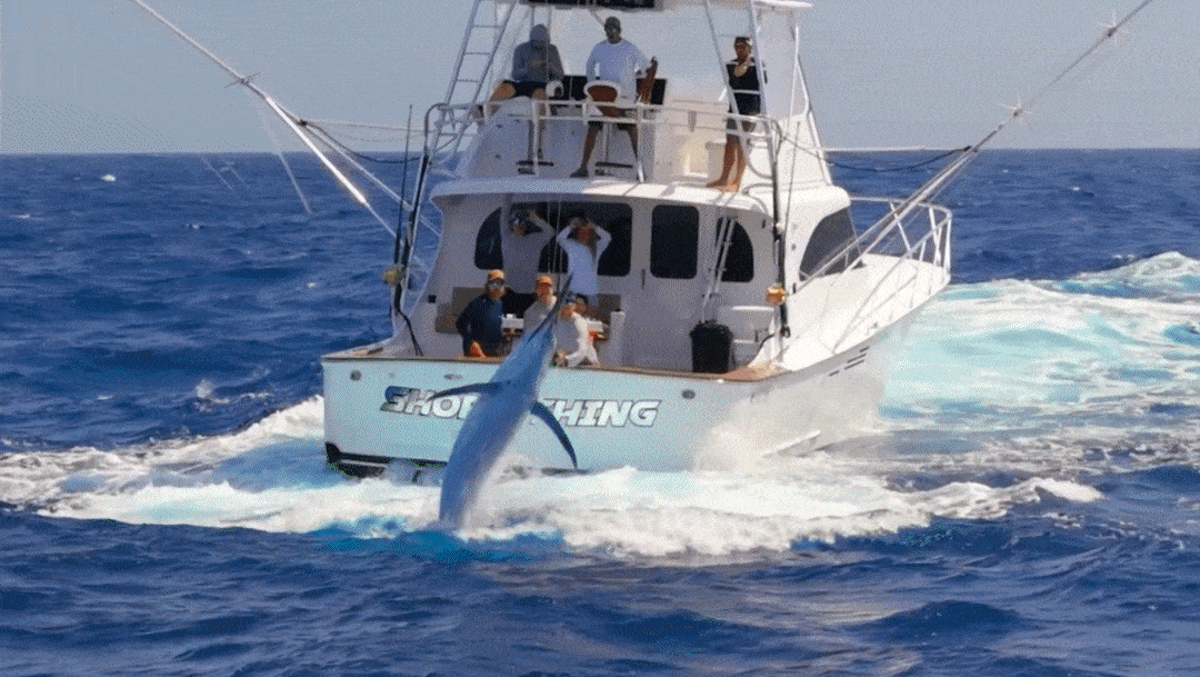 Game Fishing