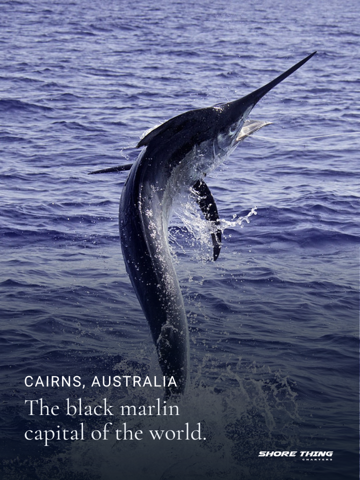 A black marlin leaping out of the ocean for game fishing, with text reading: “Cairns, Australia. The black marlin capital of the world.” and the Shore Thing Charters logo.