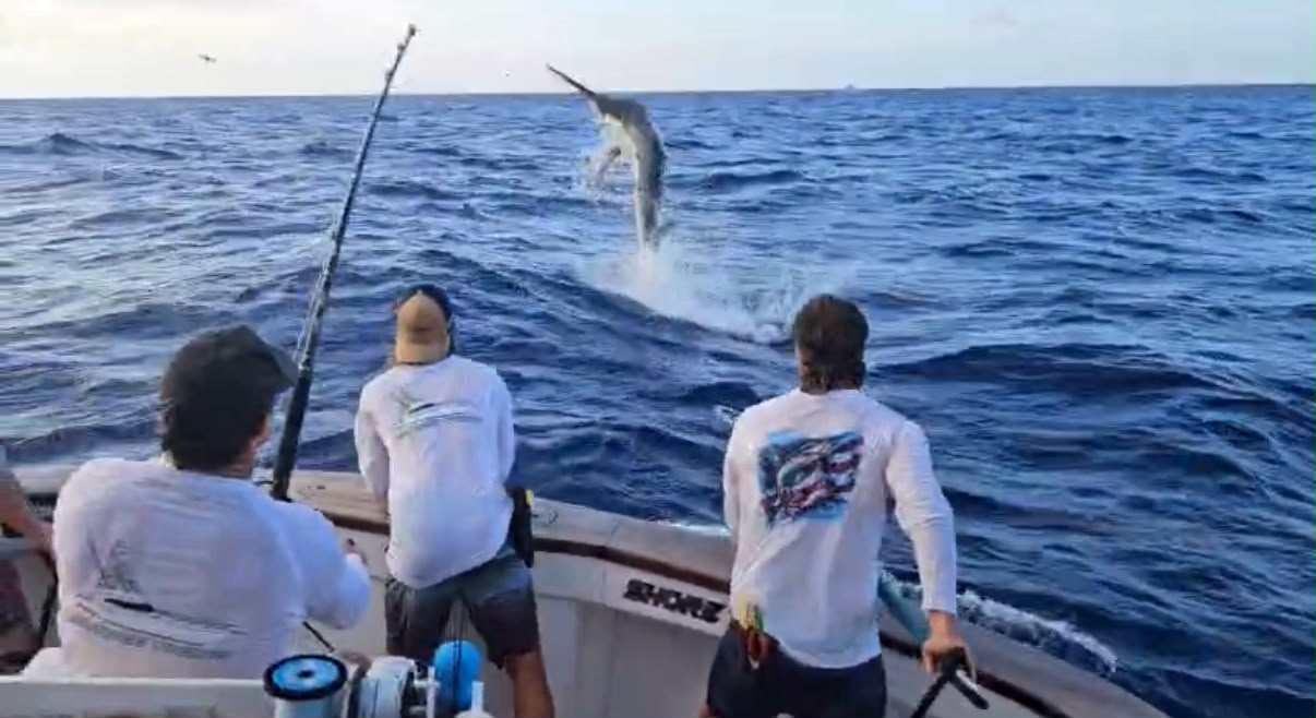 Three people on a corporate Christmas party boat in Sydney watch a marlin leaping out of the ocean.